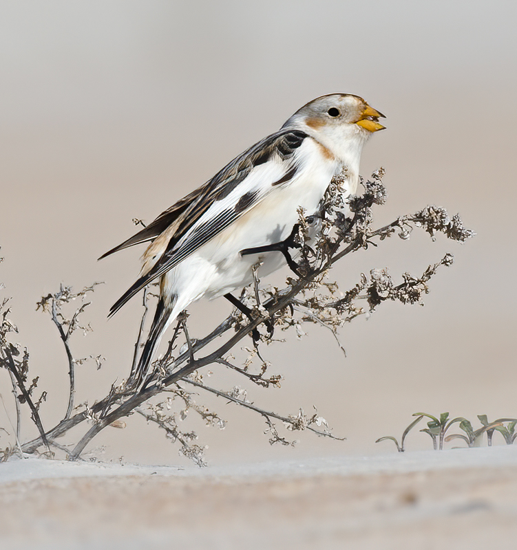 Snow_Bunting_11_FL_116