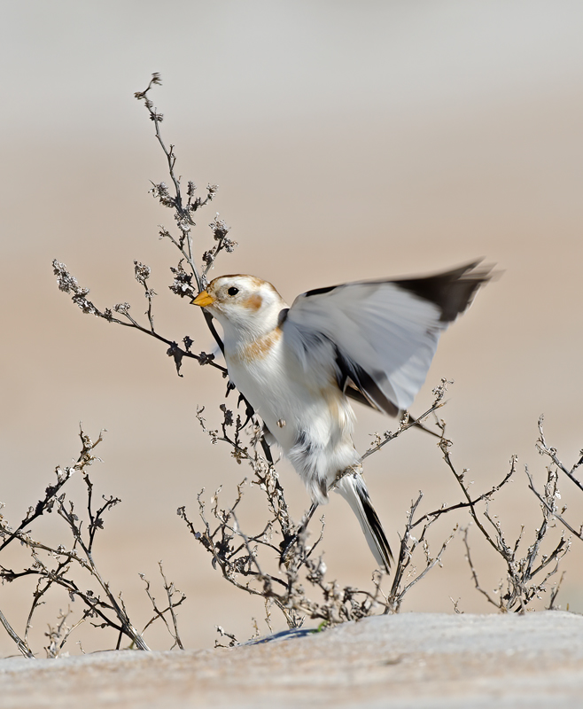 Snow_Bunting_11_FL_130