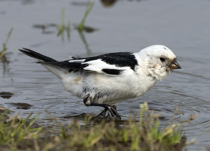 Snow_Bunting_22_Iceland_007
