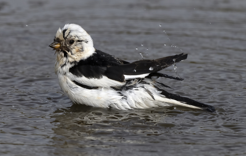 Snow_Bunting_22_Iceland_012