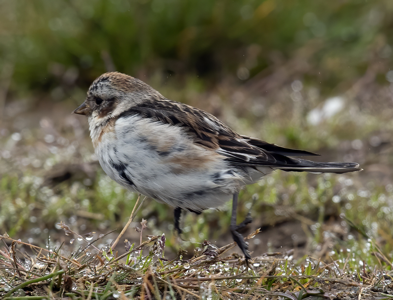 Snow_Bunting_22_Iceland_100