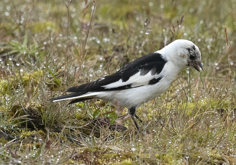Snow_Bunting_22_Iceland_108