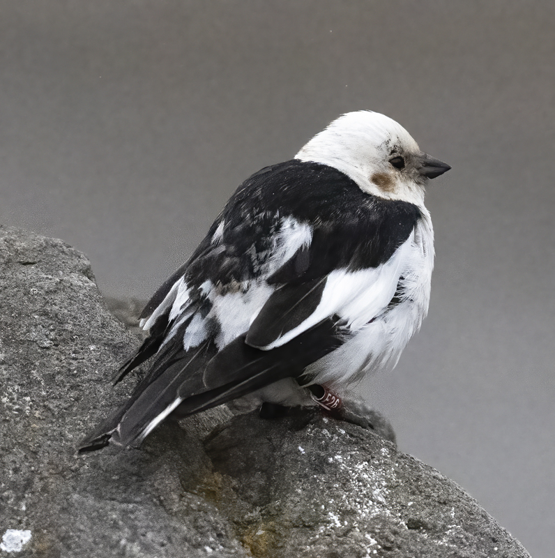 Snow_Bunting_22_Iceland_161