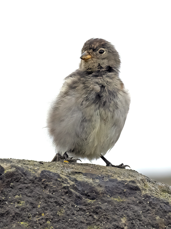 Snow_Bunting_22_Iceland_163