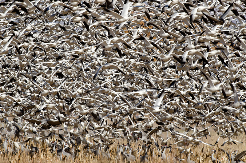 Snow_Goose_10_NM_001