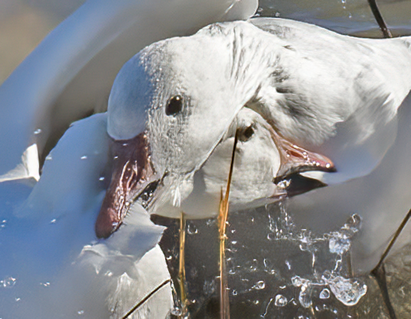 Snow_Goose_10_NM_073