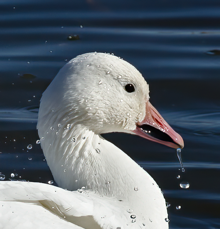 Snow_Goose_10_NM_078