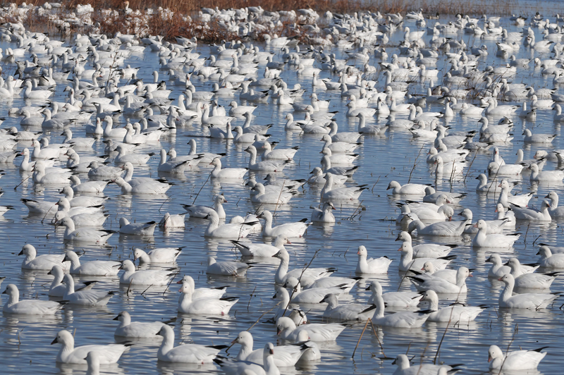 Snow_Goose_10_NM_084