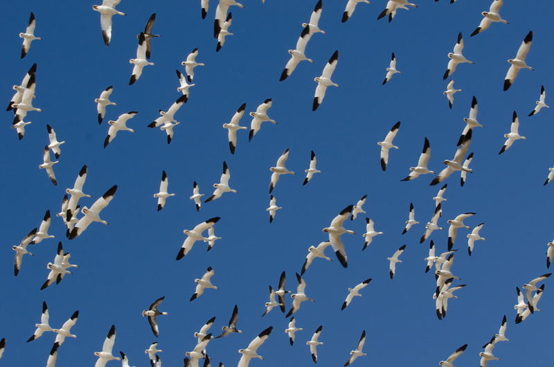 Snow_Goose_10_NM_093