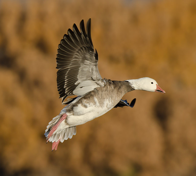 Snow_Goose_10_NM_127