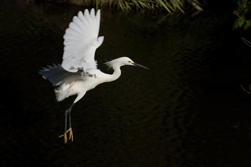 Snowy_Egret_08_FL_081