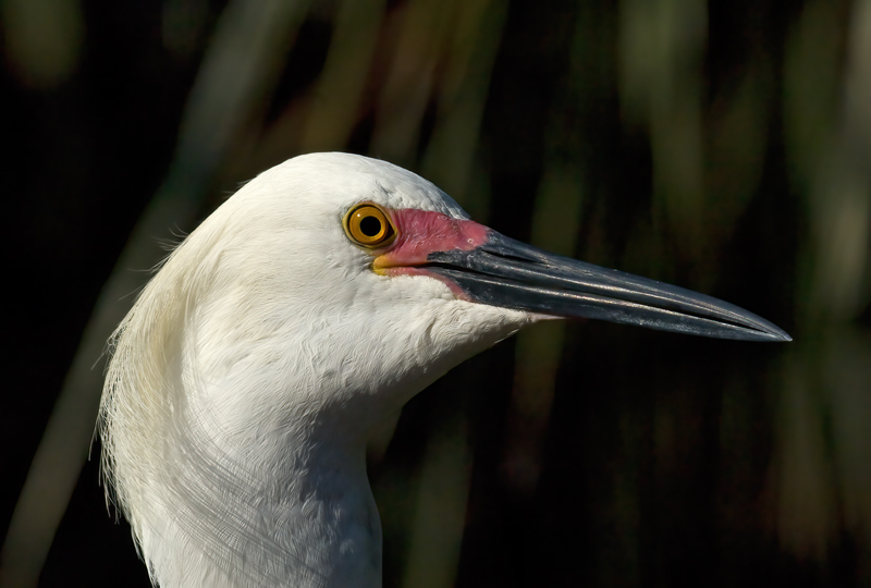 Snowy_Egret_09_FL_070