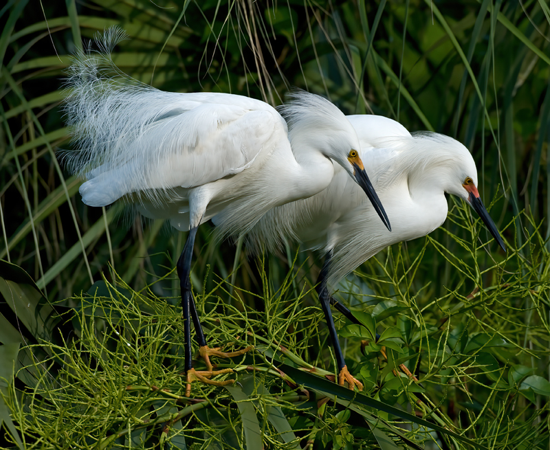 Snowy_Egret_09_FL_250