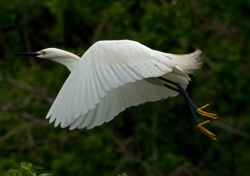 Snowy_Egret_10_FL_094