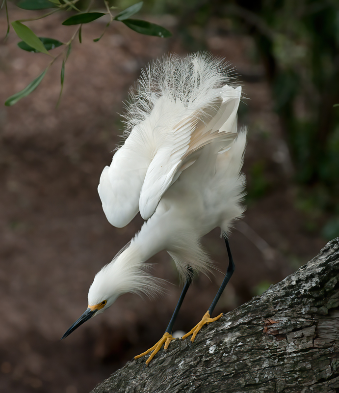 Snowy_Egret_10_FL_098
