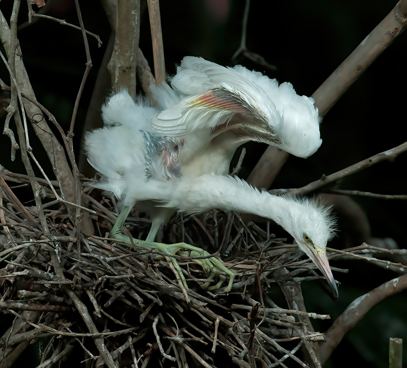 Snowy_Egret_10_FL_145