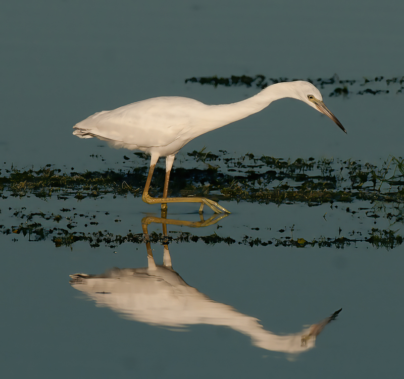 Snowy_Egret_10_FL_163