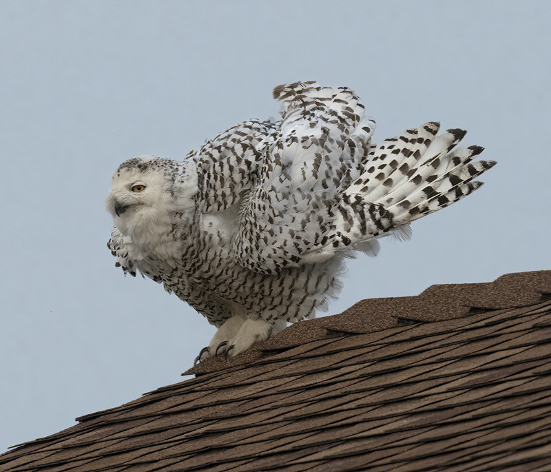 Snowy_Owl_23_CA_018