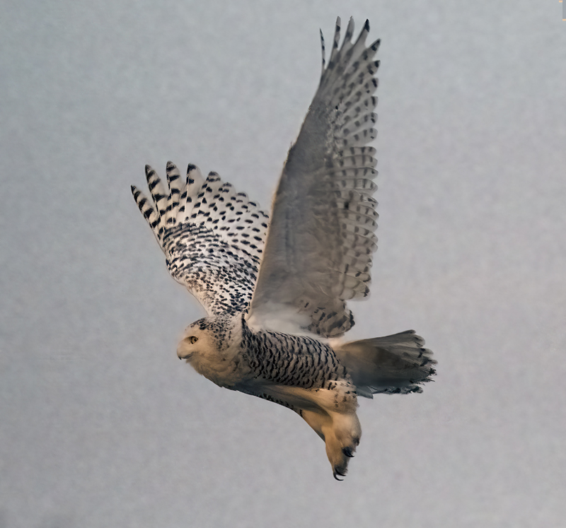 Snowy_Owl_23_CA_045