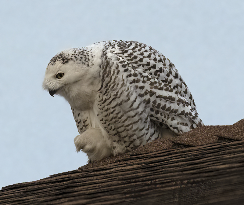 Snowy_Owl_23_CA_079