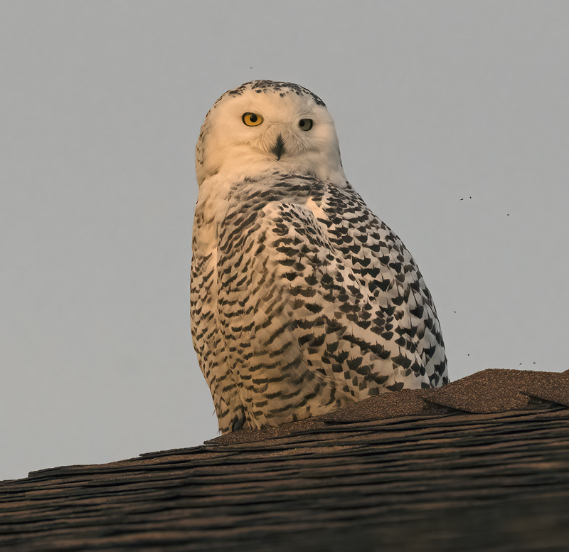 Snowy_Owl_23_CA_088