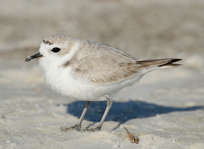 Snowy_Plover_11_FL_085