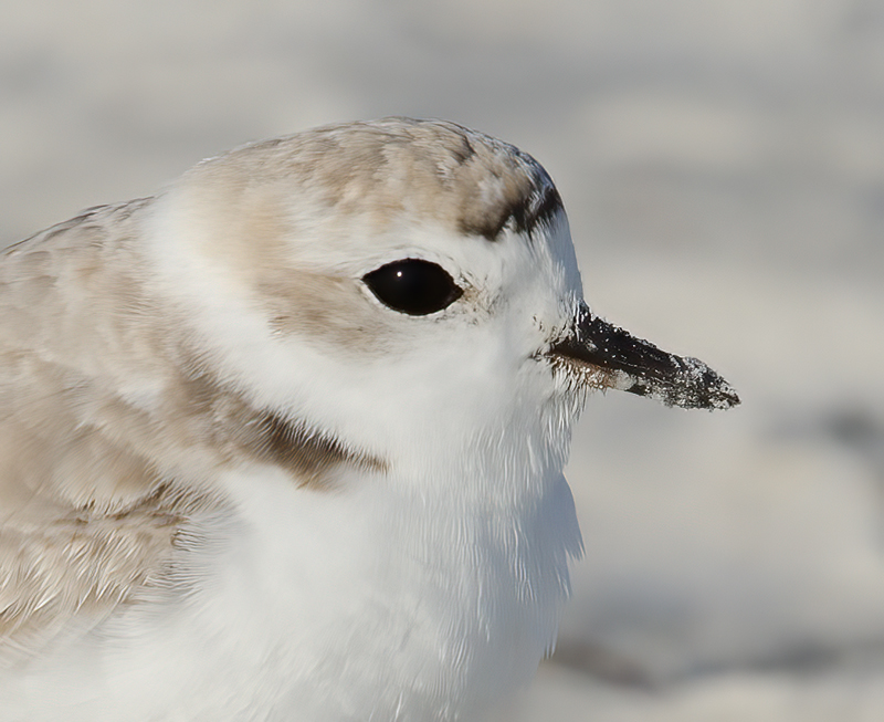 Snowy_Plover_11_FL_118