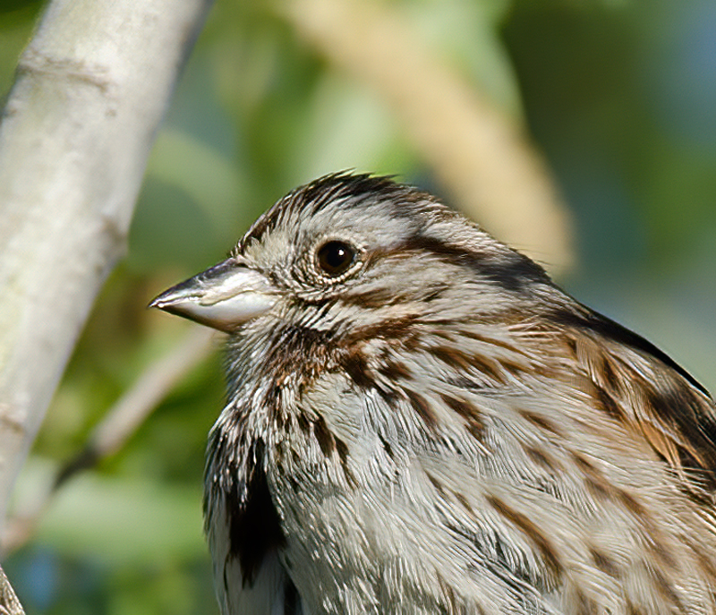 Song_Sparrow_13_CA_007