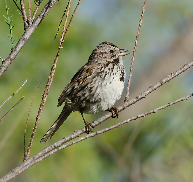 Song_Sparrow_13_CA_011