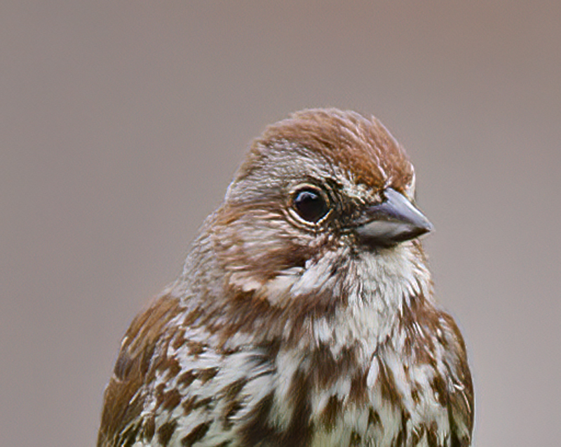 Song_Sparrow_13_OR_005