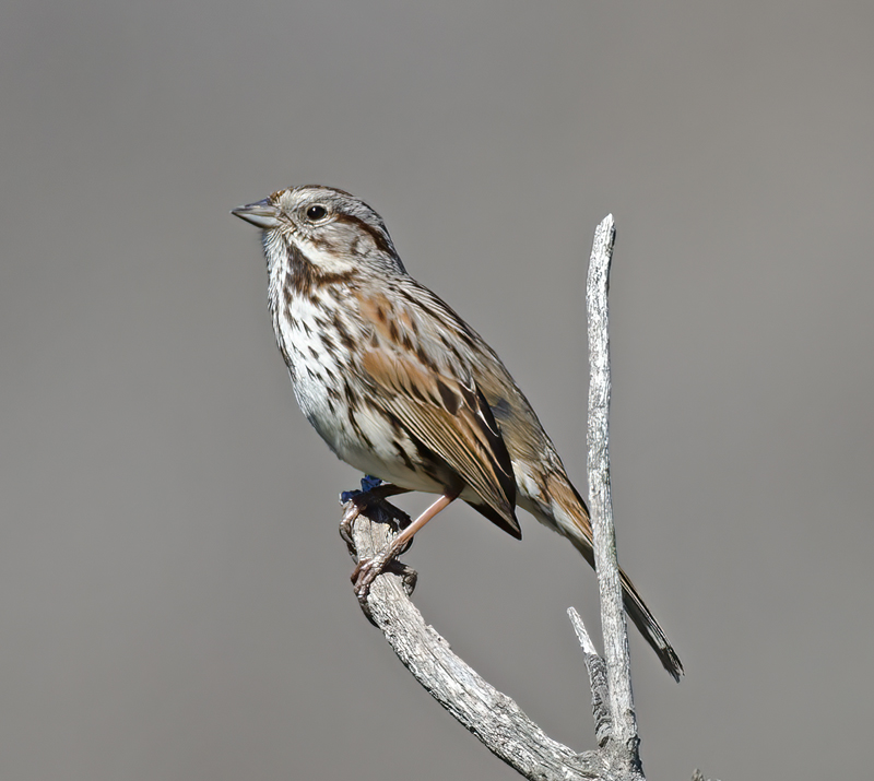 Song_Sparrow_14_CA_010