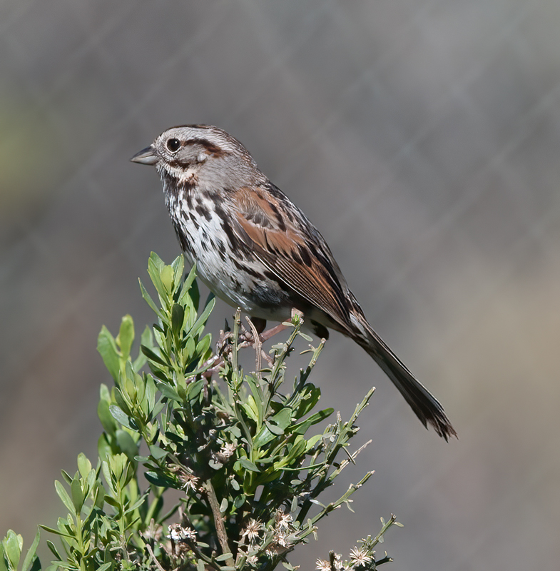 Song_Sparrow_14_CA_013