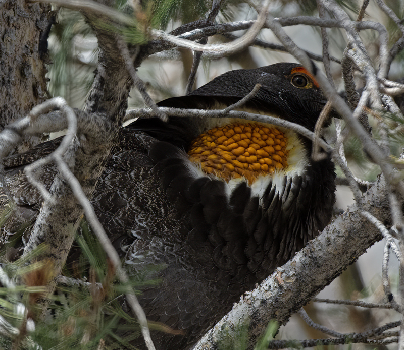 Sooty_Grouse_15_CA_020