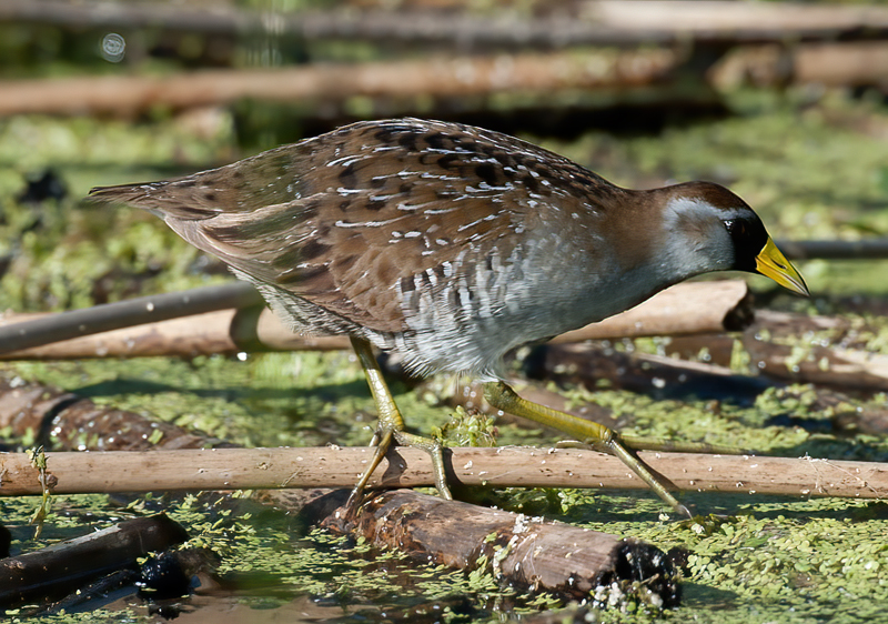 Sora_10_FL_010