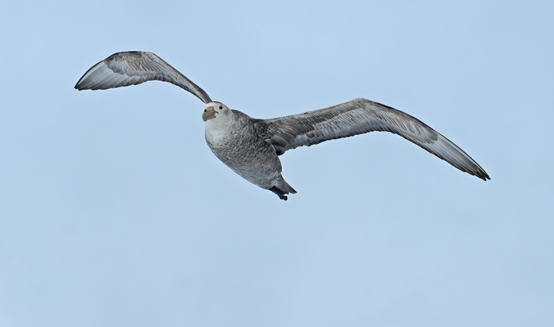 Southern_Giant_Petrel_07_Antarctica_003