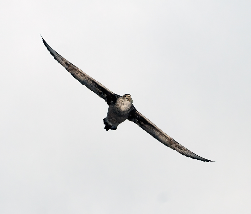 Southern_Giant_Petrel_07_Antarctica_005