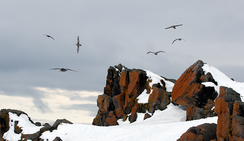 Southern_Giant_Petrel_07_Antarctica_022