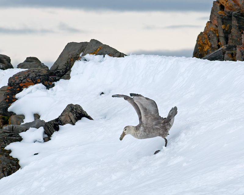 Southern_Giant_Petrel_07_Antarctica_025