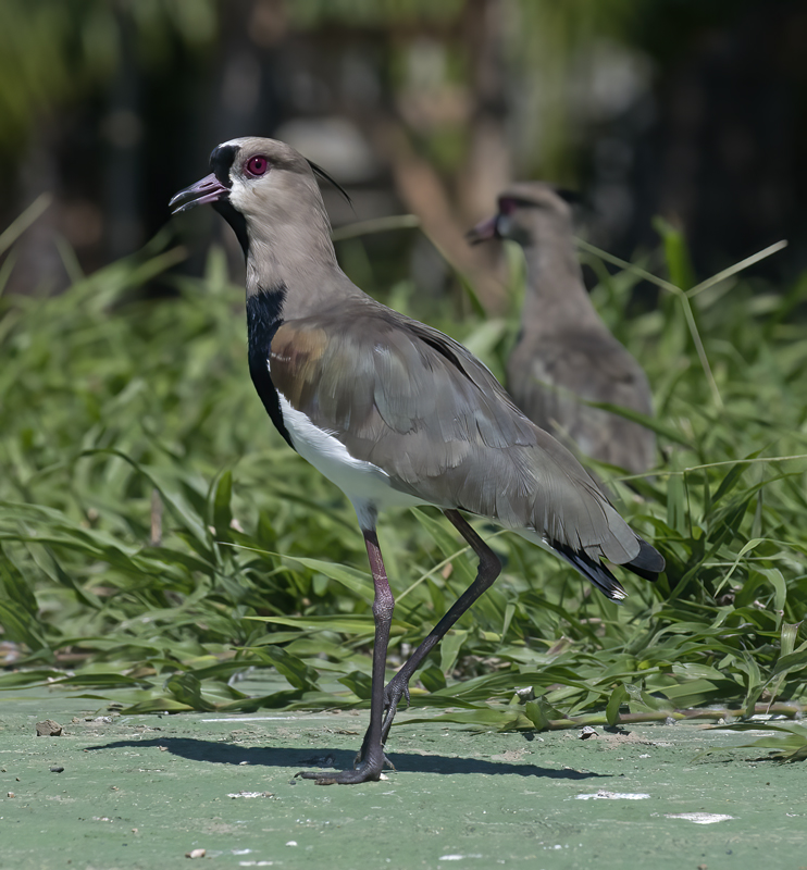 Southern_Lapwing_17_Costa_Rica_011