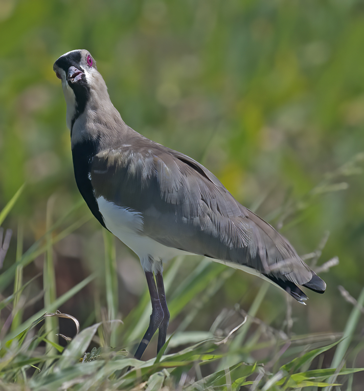 Southern_Lapwing_17_Costa_Rica_020