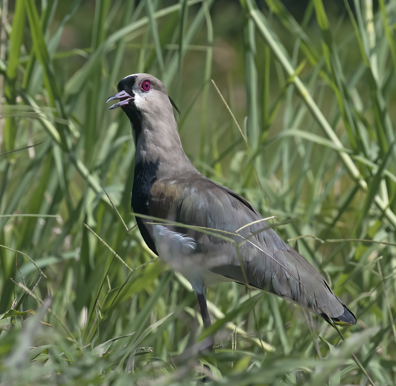 Southern_Lapwing_17_Costa_Rica_029