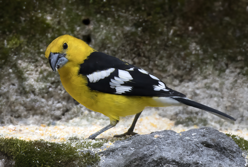 Southern_Yellow_Grosbeak_18_Ecuador_001