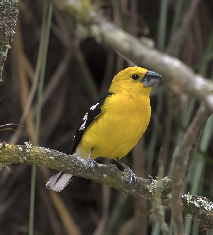 Southern_Yellow_Grosbeak_18_Ecuador_009
