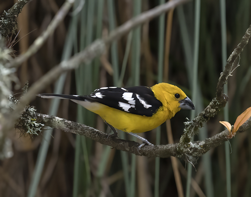 Southern_Yellow_Grosbeak_18_Ecuador_011