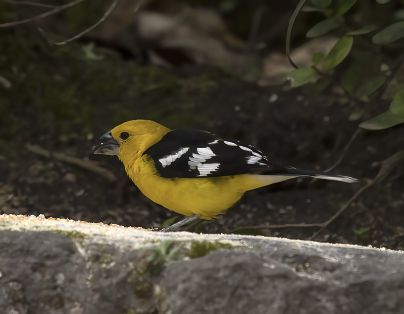 Southern_Yellow_Grosbeak_18_Ecuador_015