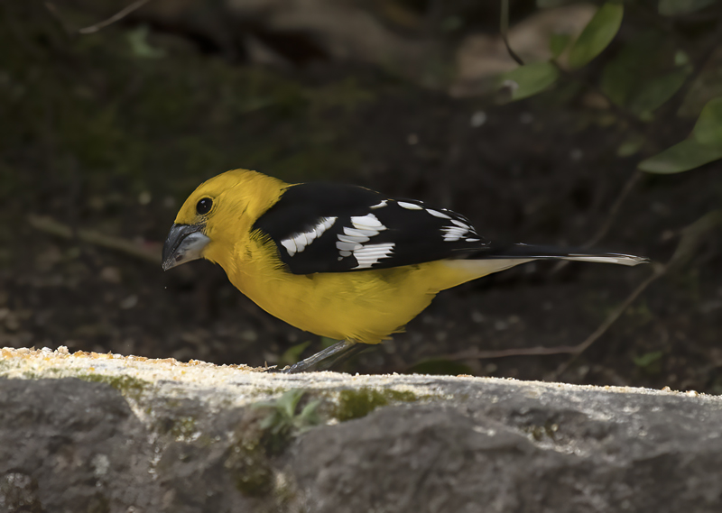 Southern_Yellow_Grosbeak_18_Ecuador_016
