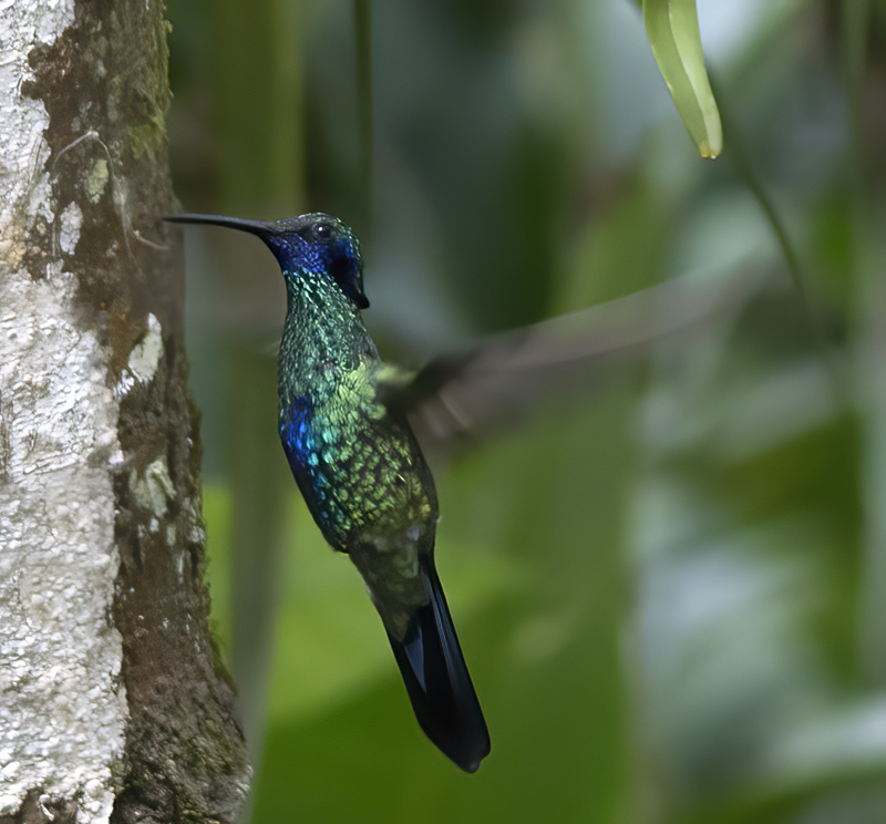 Sparkling_Violetear_17_Peru_032