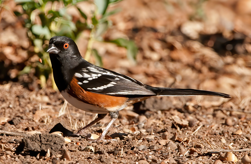 Spotted_Towhee_12_CA_038