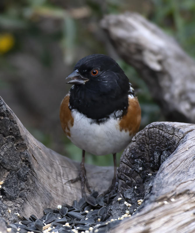 Spotted_Towhee_19_TX_003
