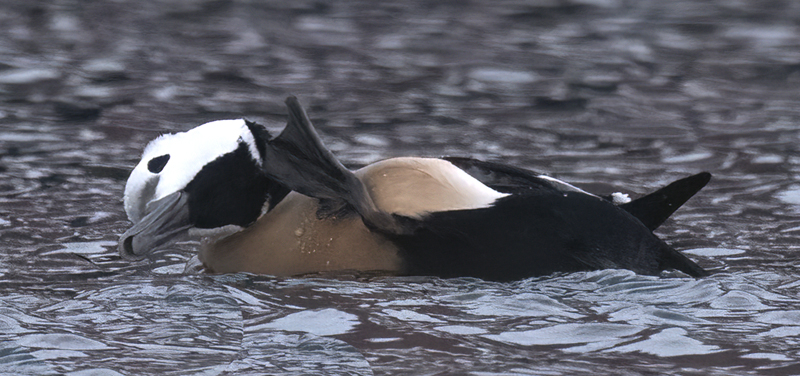 Stellers_Eider_23_Norway_122